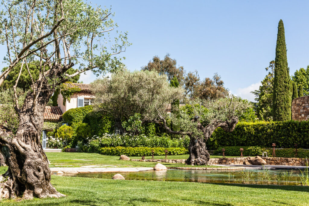 Jardin d'oliviers méllénaires - PC0514MES-093